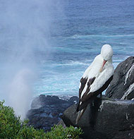 galapagos