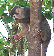 ecuadorian amazonia